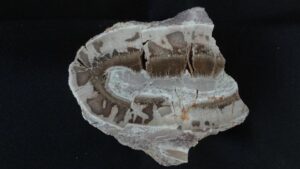 Přeslička – Staropacko o velikosti 9,5 x 7,5 cm