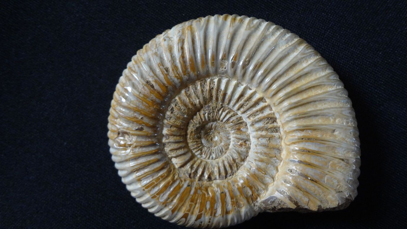 Amonit - Madagaskar, velikost 6,5 x 5,5 cm