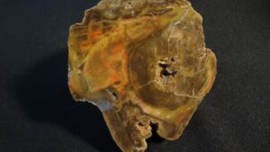 Araukárie Krušné Hory – velikost 10,5 x 9,5 cm