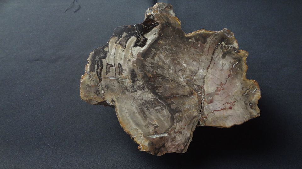 Araukárie – Studenec, velikost 22,5 x 21,5 cm ( konečně po téměř 5 letech i vyleštěno )