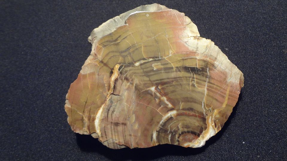 Araukarie Studenec – velikost 10,5 x 9 cm