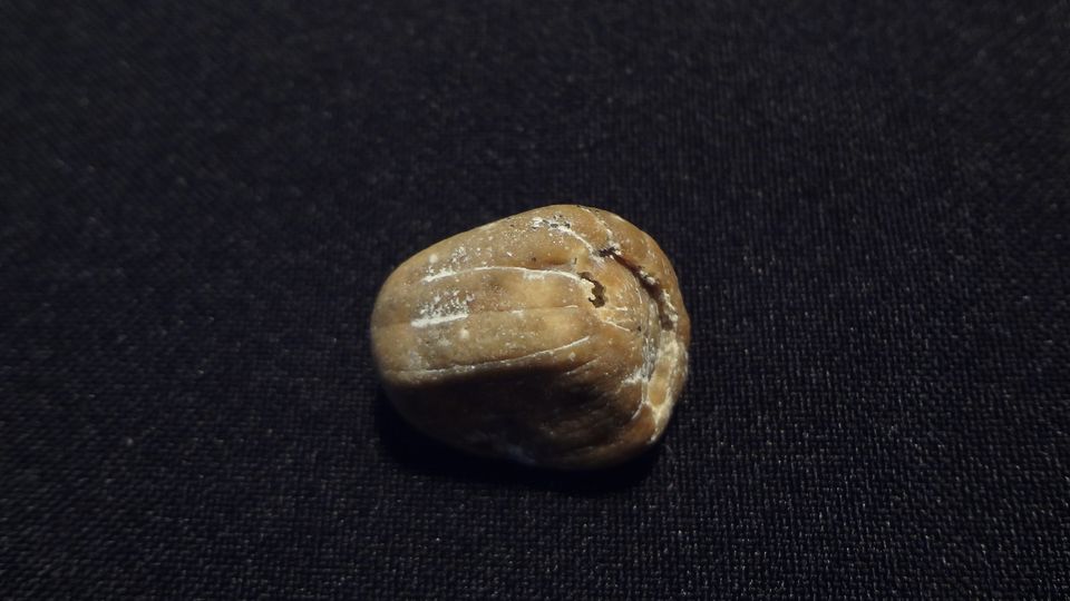 Cykas ( semeno ) - Argentina, velikost 2,3 x 1,7 cm
