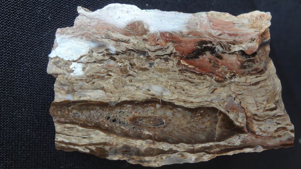 Lepidostrobus – Novopacko