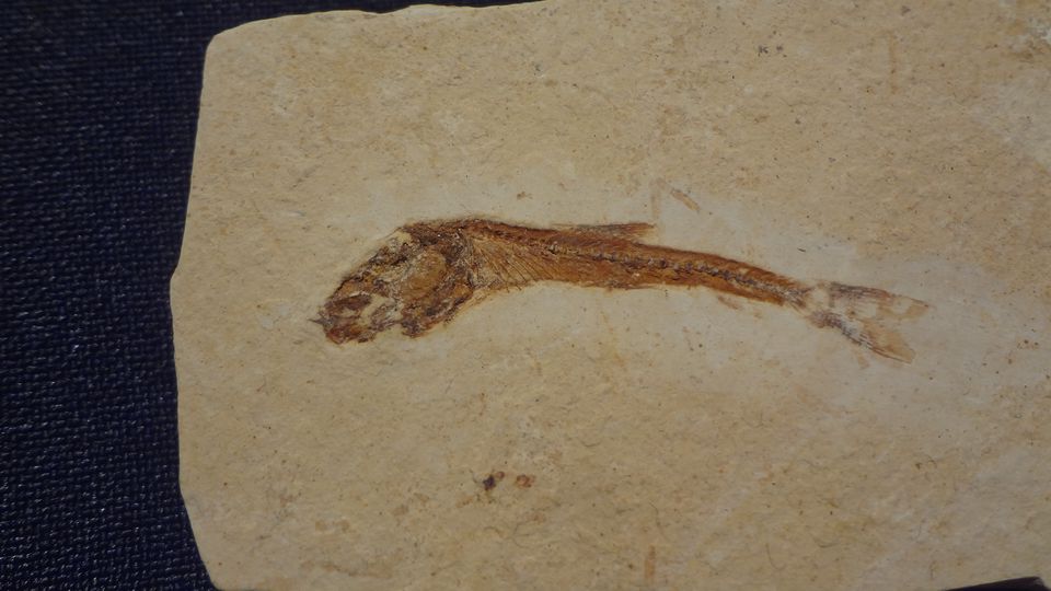 Druhohorní zkamenělé ryby – Dastilbe elongatus ( křída – 130 mil.let ) – Brazílie, velikost 3,5 x 0,5 cm