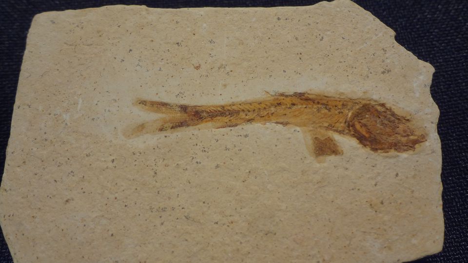 Druhohorní zkamenělé ryby – Dastilbe elongatus ( křída – 130 mil.let ) – Brazílie, velikost 3,5 x 0,5 cm