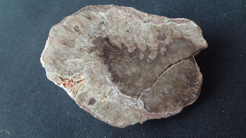  Medullosa – Novopacko