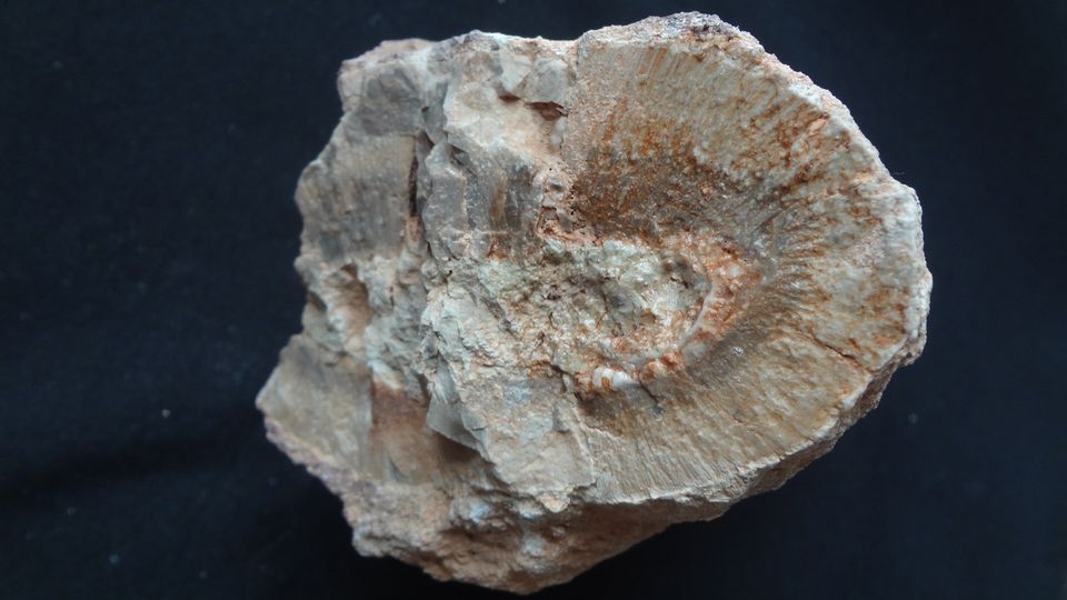 Přeslička – Novopacko , průměr 10 x 7,5 cm, špalek 12 cm. Společný nález se synem.