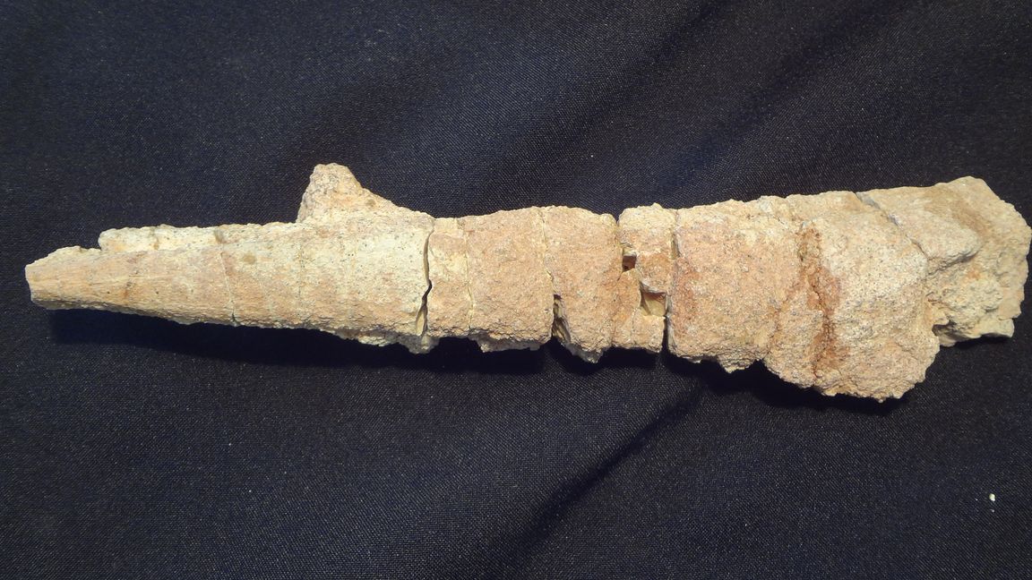 Přeslička - délka 26 cm  