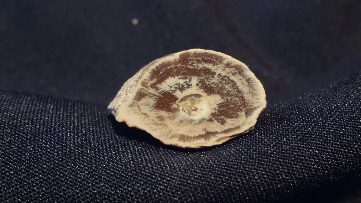 Průřez kmínku přesličky - velikost 2,5 x 1,5 cm ( délka 3,5 cm )