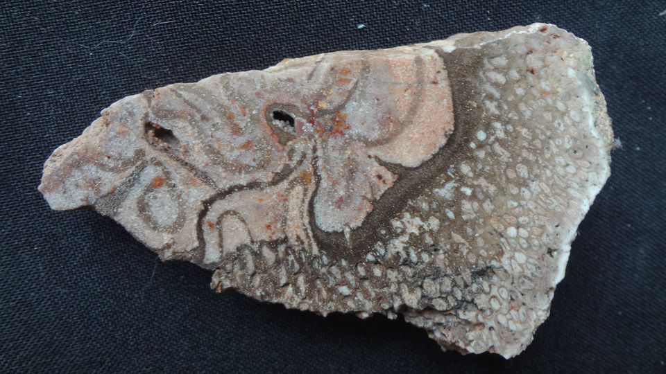 Psaronie – Novopacko, velikost – 8 x 4,7 cm