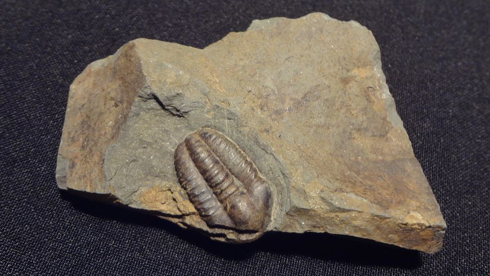 Trilobit ( Ellipsocephalus hoffi ) – Jince, velikost 2,5 x 1,5 cm