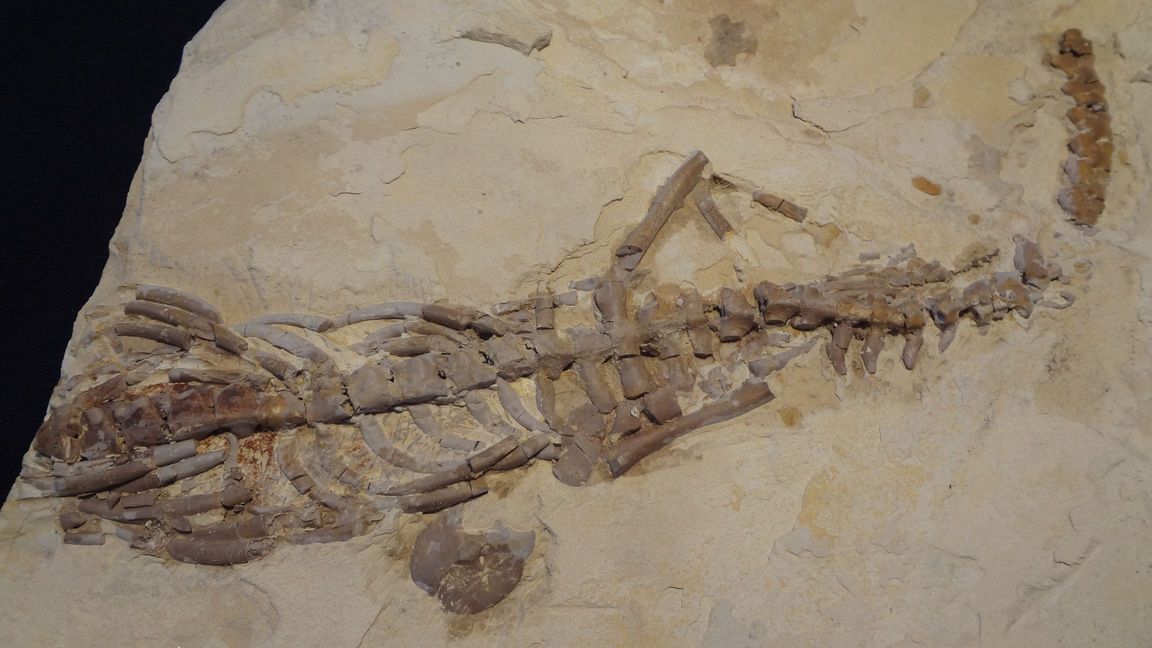Dinosaurus - Brazílie, velikost - délka 27 cm ( šířka 5 cm )