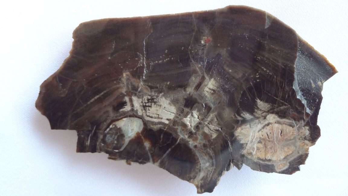Část kmene se středem - velikost 10 x 6 cm